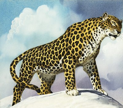 karda leopar by English School