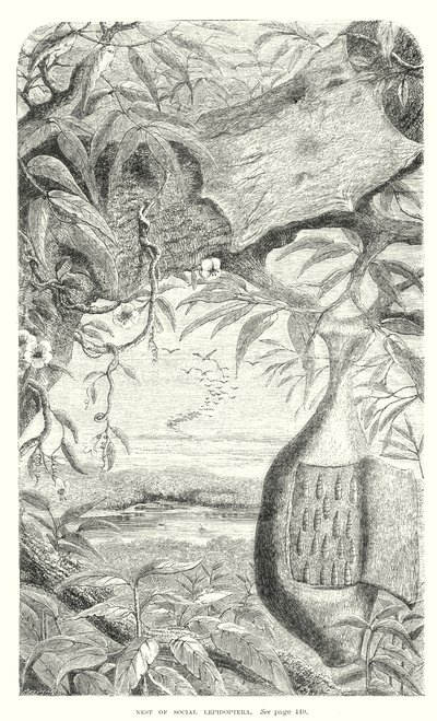 Lepidopteran Böcekler (gravür) by English School