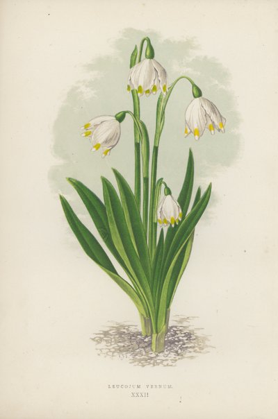 Leucojum Vernum (renkli taş) by English School