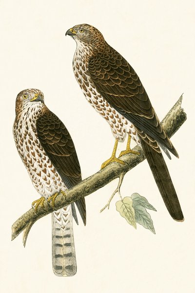 Levant Sparrow Hawk, Charles Robert Bree (1811-86) tarafından 