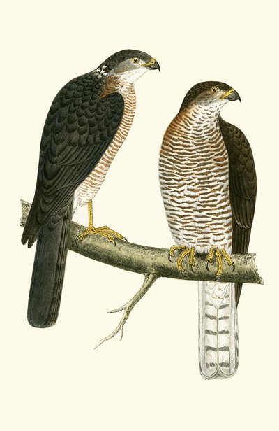 Levant Sparrow Hawk, Charles Robert Bree (1811-86) tarafından 