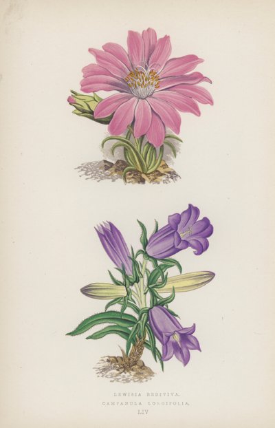Lewisia Rediviva; Campanula Longifolia (renkli taş) by English School