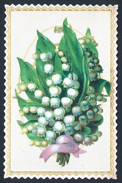 Vadideki Zambak Bitki, Kart by English School