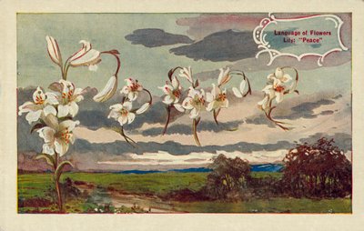 Zambak çiçeklerin dilinde barış anlamına gelir (renkli lito) by English School