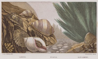Limpet, Mor, Yarık-Limpet (renkli litho) by English School