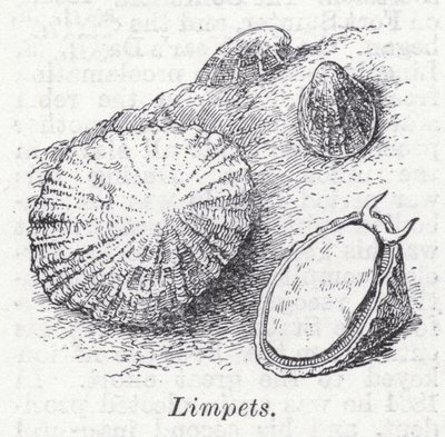 Limpet (lito) by English School