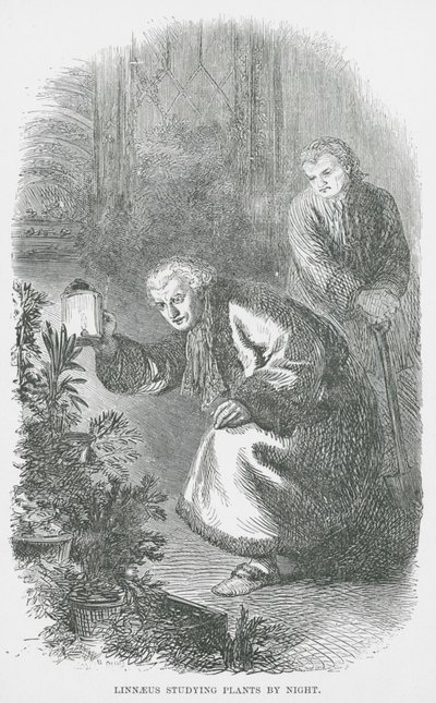 Linnaeus Gece Bitkileri İnceliyor (gravür) by English School