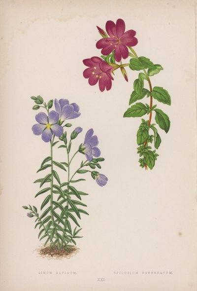 Linum Alpinum; Epilobium Obcordatum (renkli lito) by English School