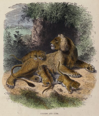 Lioness ve Cubs (renkli gravür) by English School