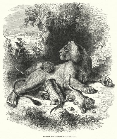 Lioness ve Whelps, Ezekiel XIX (gravür) by English School