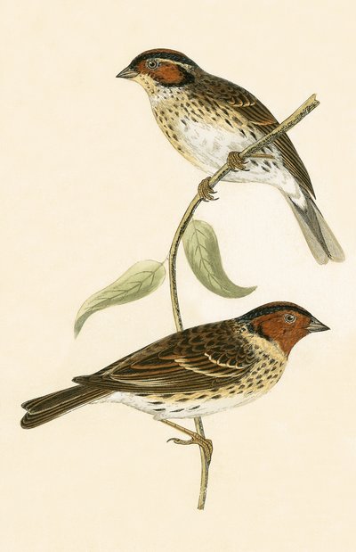 Küçük Bunting, Charles Robert Bree (1811-86) tarafından 