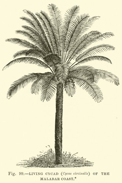 Malabar Sahilinde Yaşayan Cycad (Cycas circinalis) by English School