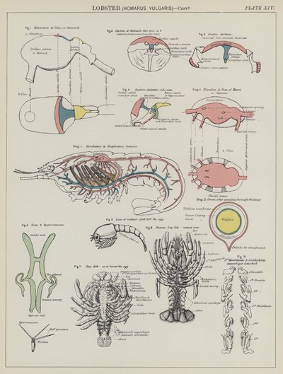 Istakoz, Homarus Vulgaris (renkli taş) by English School