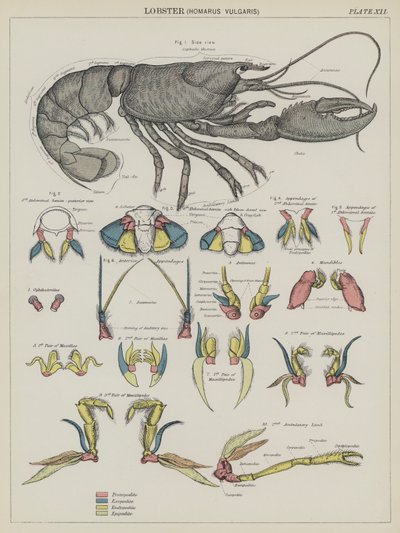 Istakoz, Homarus Vulgaris (renkli lito) by English School