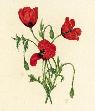 Uzun Dikenli Başlı Gelincik, Papaver Argemone (renkli lito) by English School