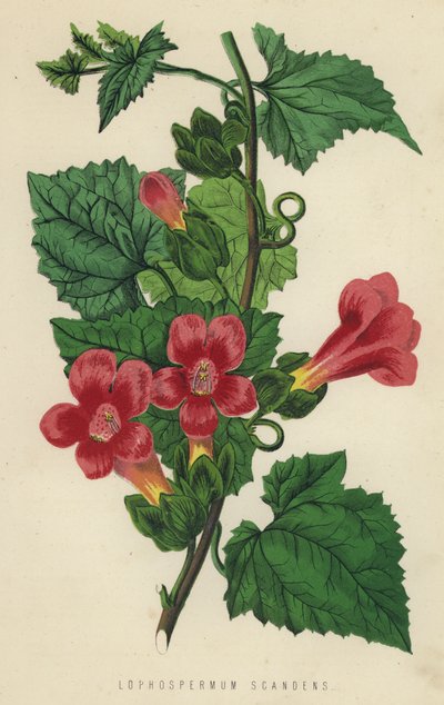 Lophospermum Scandens (chromolitho) by English School