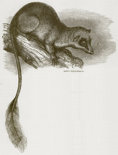 Lowes Ptilocercus, Cassells Doğa Tarihinden bir çizim by English School