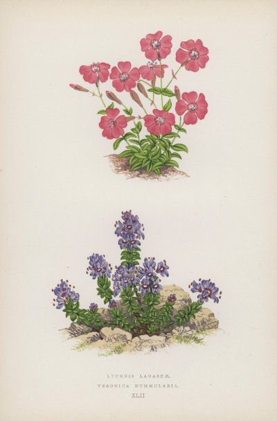 Lychnis Lagascae; Veronica Nummularia (renkli taş) by English School