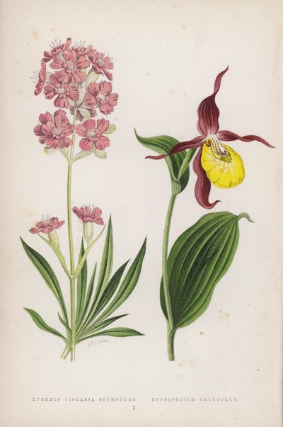 Lychnis Viscaria Splendens; Cypripedium Calceolus (renkli taş) by English School