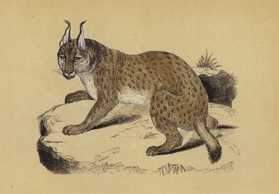 Lynx (renkli taş) by English School