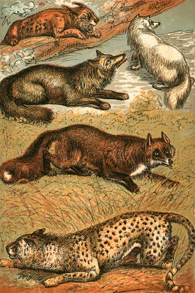 Lynx, Cross Fox, Arctic Fox, Common Fox ve Cheetah by English School