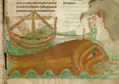 MS.254.f33r Kafasına Kazık Çakan Bir Denizci ile Bir Balina, bir İngiliz Bestiary