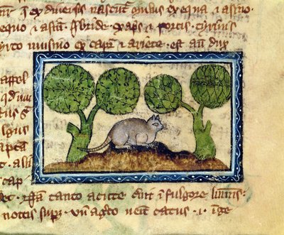 MS 379 f.12r Bir toprak tümseği üzerine çömelmiş bir kedi, bir Bestiary