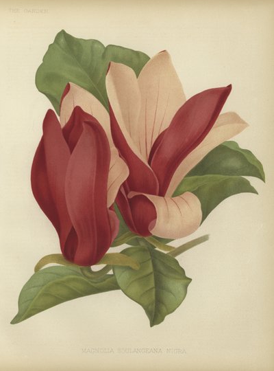 Manolya soulangeana nigra by English School