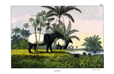 Malaya Tapiri by English School