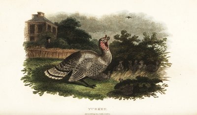 Erkek hindi, Meleagris gallopavo, ufak tefek bir tavuğu yırtıcı bir şahinden koruyor. by English School