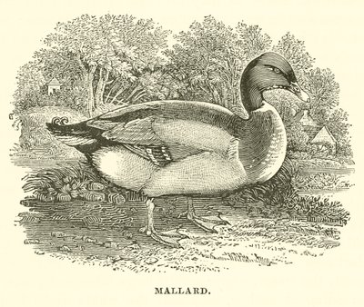 Yeşilbaş (gravür) by English School