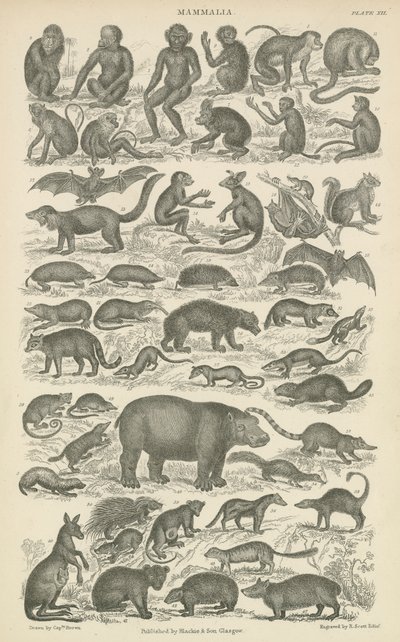 Mammalia (gravür) by English School