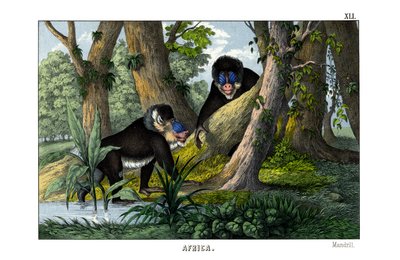 mandril by English School