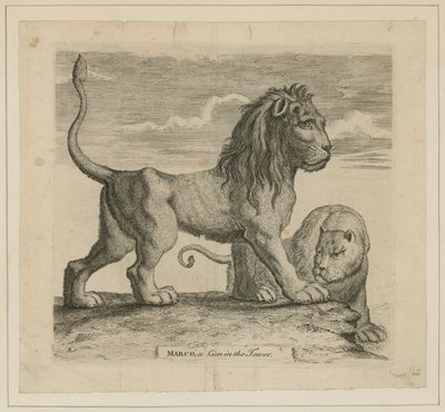 Marco, Londra Kulesi
