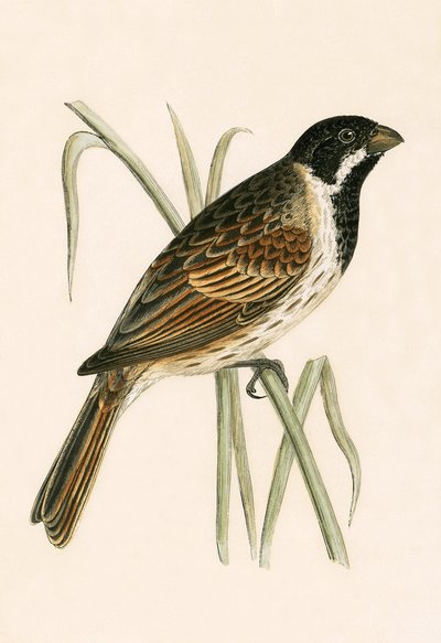 Marsh Bunting, Charles Robert Bree (1811-86) tarafından 