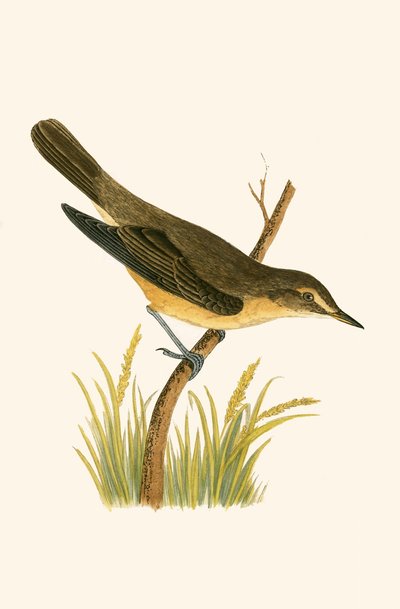 Marsh Warbler, Charles Robert Bree (1811-86) tarafından 