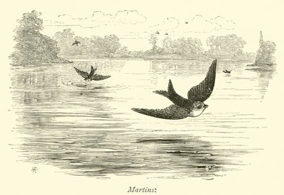 Martinler by English School