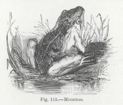 Mecaenas (gravür) by English School