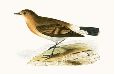 Menetries Wheatear, Charles Robert Bree (1811-86) tarafından 