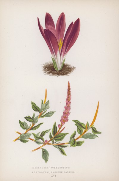 Merendera Bulbocodium; Polygonum Vaccinifolium (renkli lito) by English School