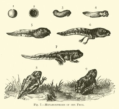 Kurbağanın Metamorfozu by English School