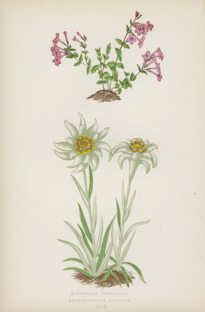Micomeria Piperella; Leontopodium Alpinum (renkli lito) by English School