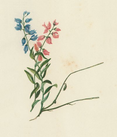 Süt otu, Polygala Vulgaris (renkli lito) by English School
