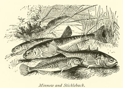 Minnow ve Stickleback by English School