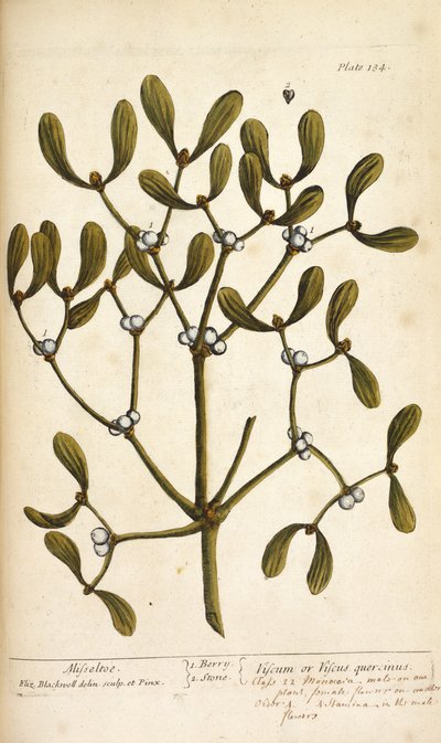 Ökseotu, Elizabeth Blackwell