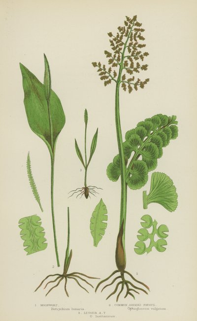 Moonwort, Toplayıcının Dili, Küçük Toplayıcının Dili (renkli litho) by English School