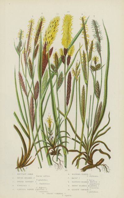 Dağ Carex