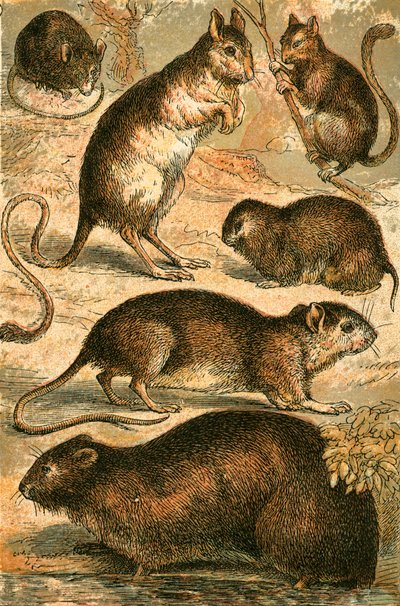 Fare, Jerboa, Sıçan, Misk Sıçan, Fındık Faresi ve Tarla Faresi by English School