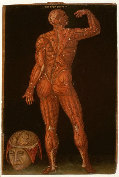 Ms Hunter 364 Tablo X Diseksiyon, Anatomik Tablolardan John Banister (1540-1610) (kahverengi kağıt üzerine yağlı boya) by English School