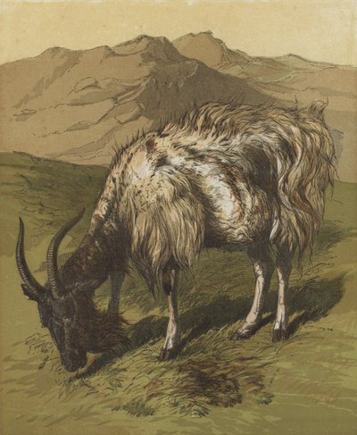 Benim Billygoat